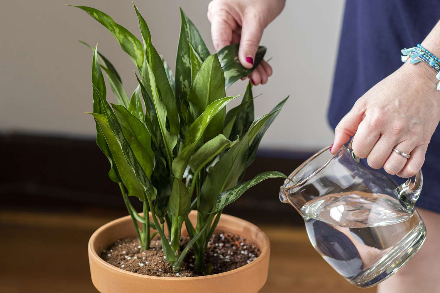 How to Water Indoor Plants the Right Way