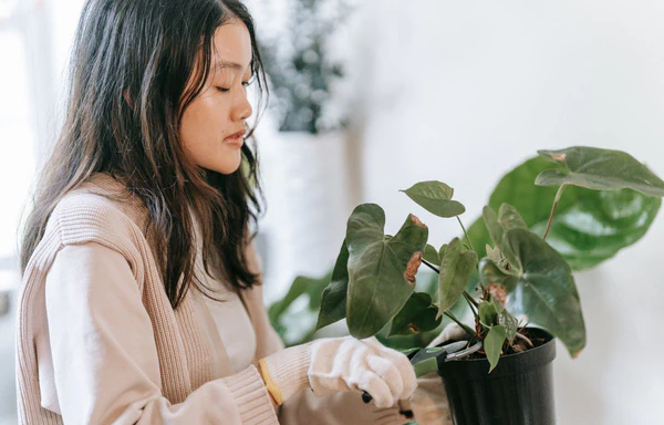 Keeping House Plants Happy: 6 Indoor Plant Care Tips
