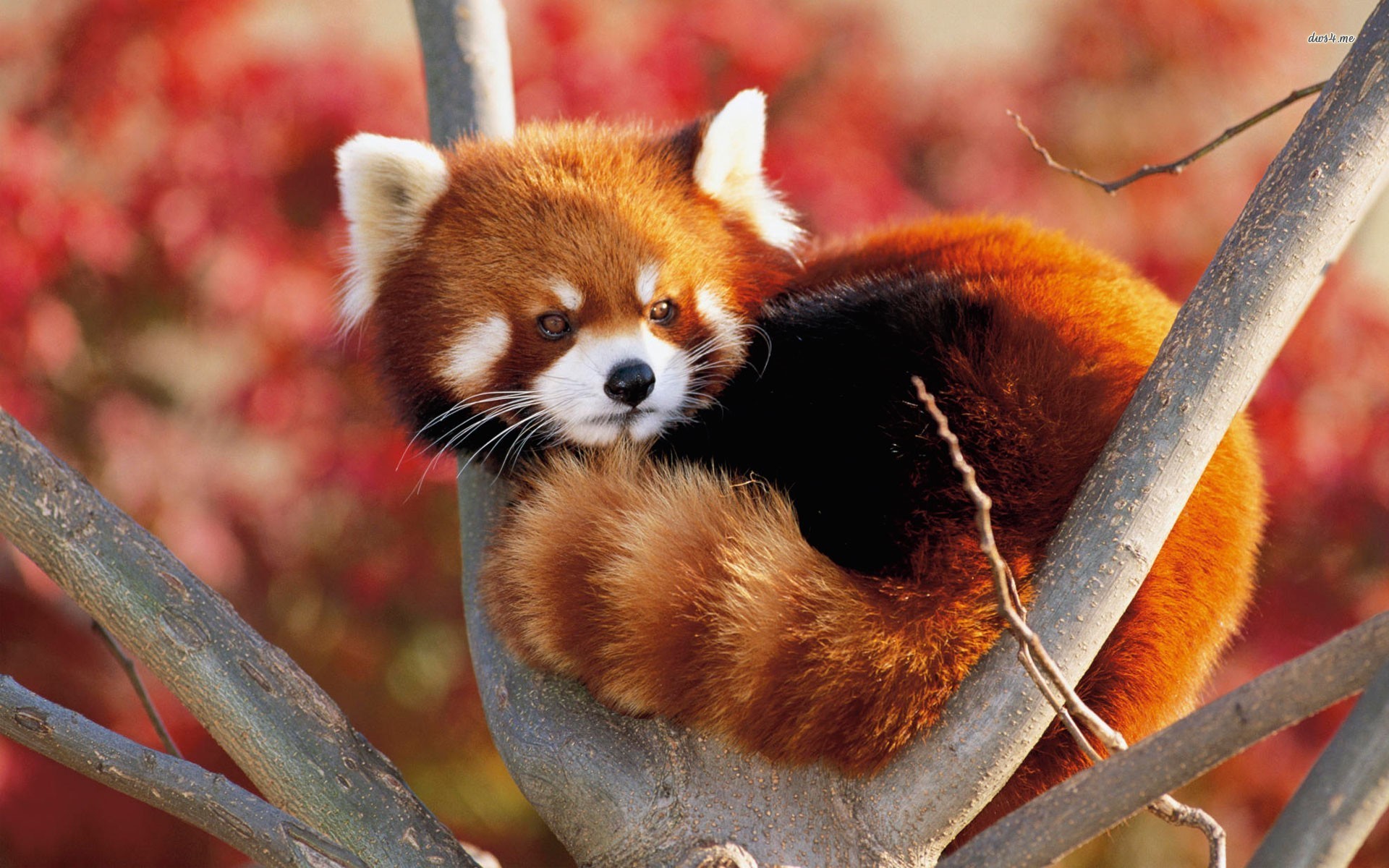 Where to Find the Cutest, Most Amazing Animals on the Web